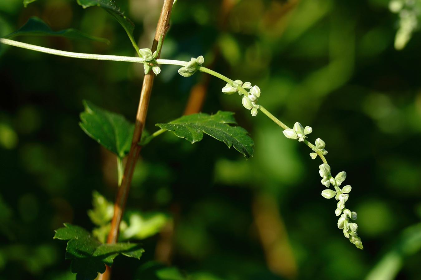 Image of Fallopia convolvulus specimen.