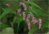 Persicaria lapathifolia. Соцветия. Московская обл., Раменский р-н, окр. дер. Хрипань, садовый участок. 08.08.2024.