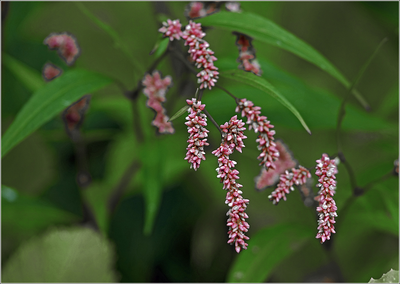 Image of Persicaria lapathifolia specimen.