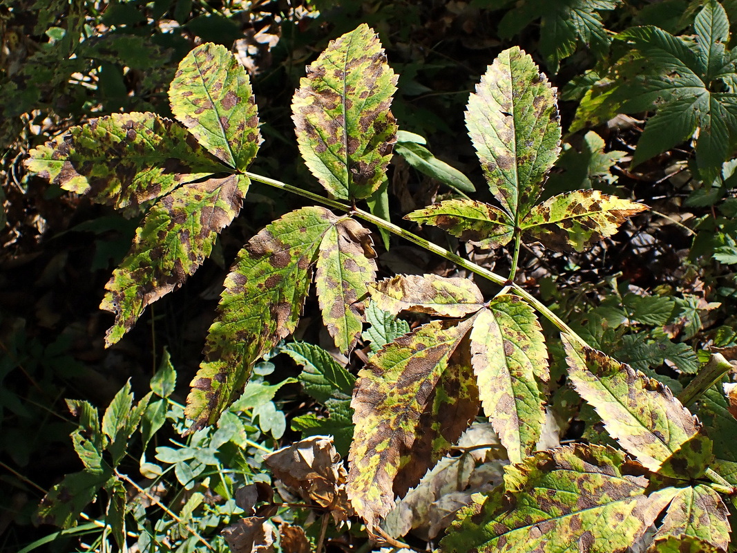 Image of Angelica cincta specimen.