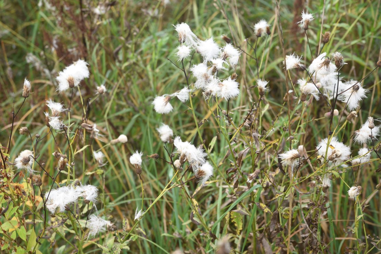 Image of Cirsium arvense specimen.