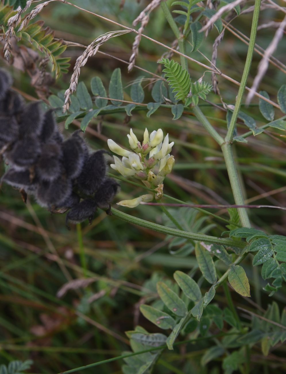 Image of Astragalus cicer specimen.