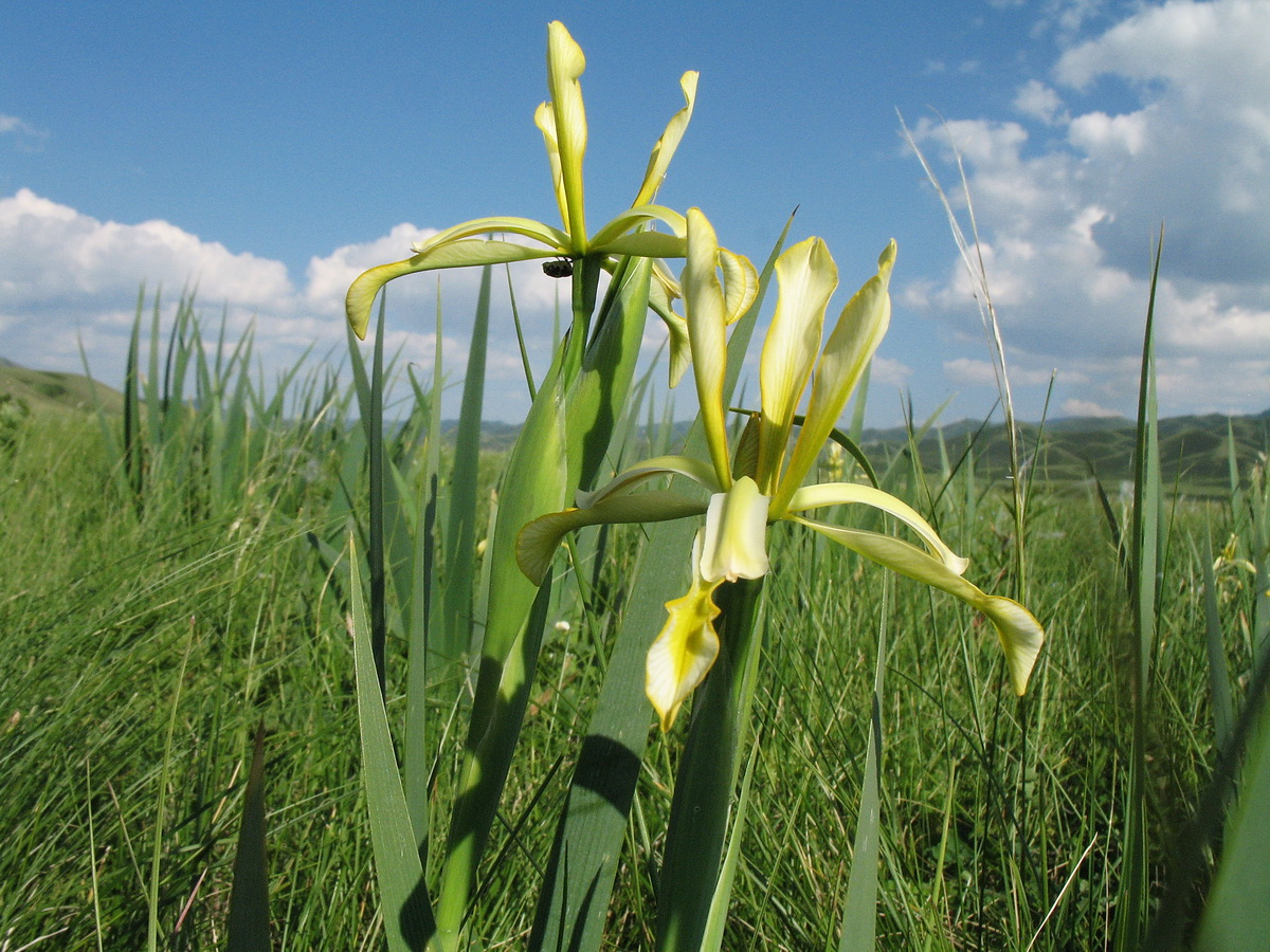 Изображение особи Iris halophila.