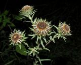 Carlina biebersteinii