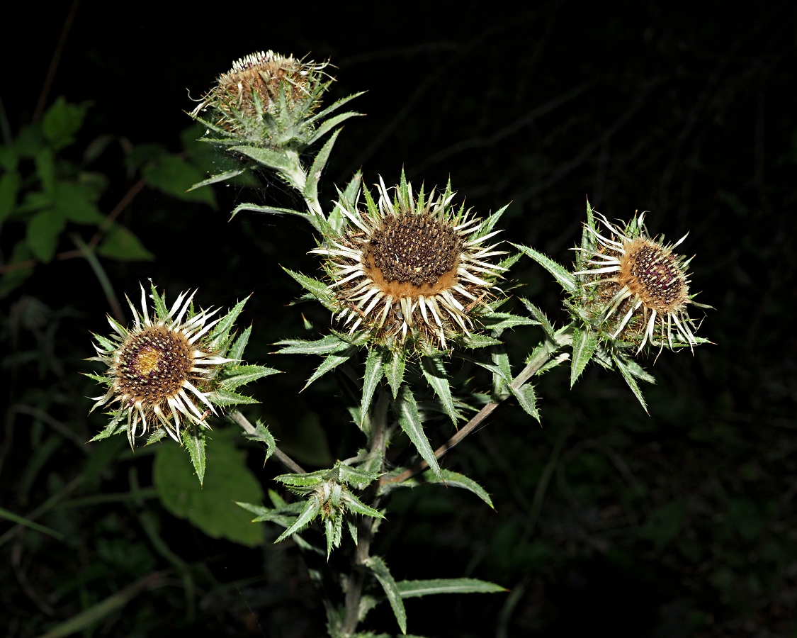 Изображение особи Carlina biebersteinii.