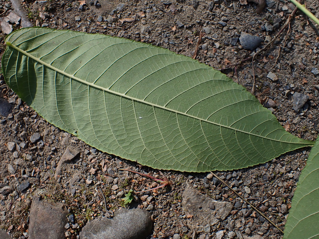 Изображение особи Juglans mandshurica.