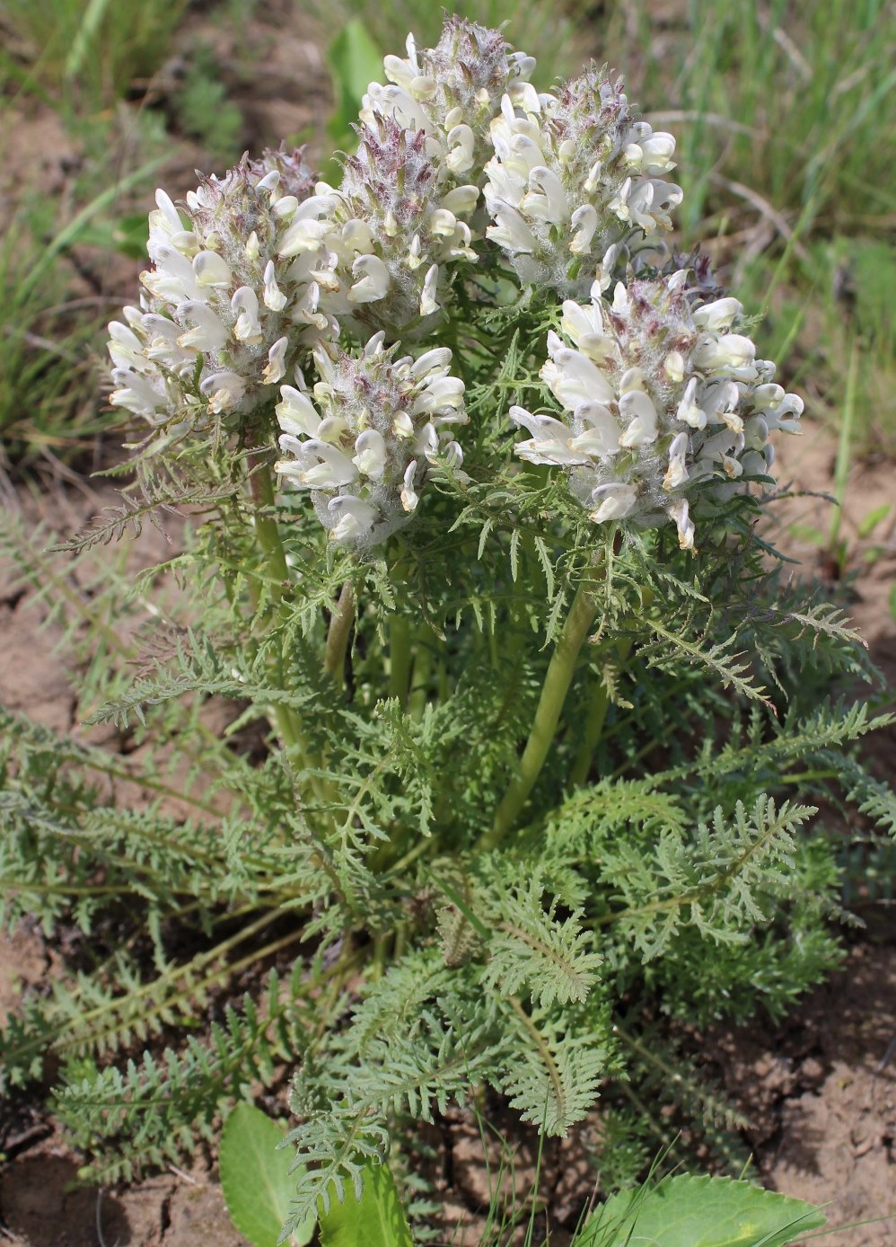 Image of Pedicularis dasystachys specimen.