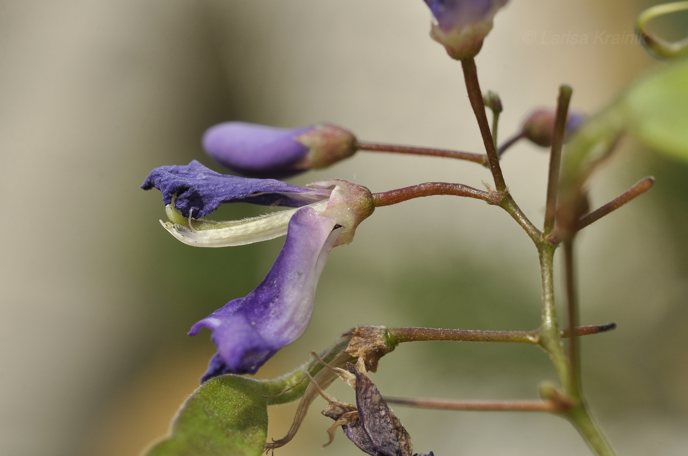 Изображение особи род Desmodium.