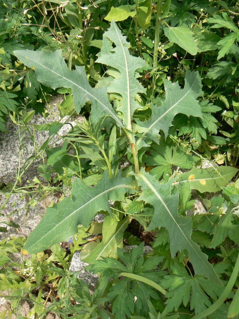 Image of Lactuca serriola specimen.