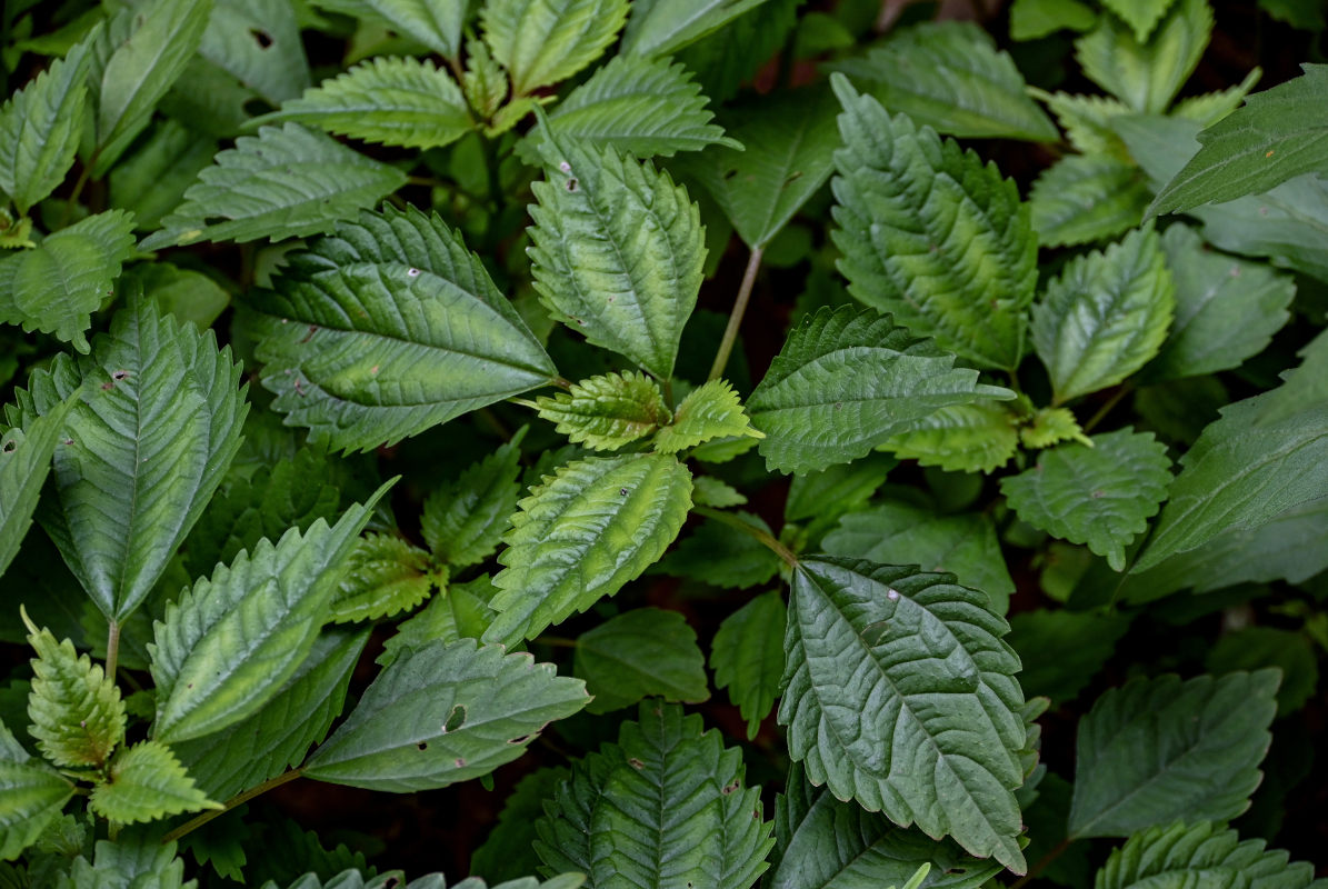 Image of Pilea sinofasciata specimen.