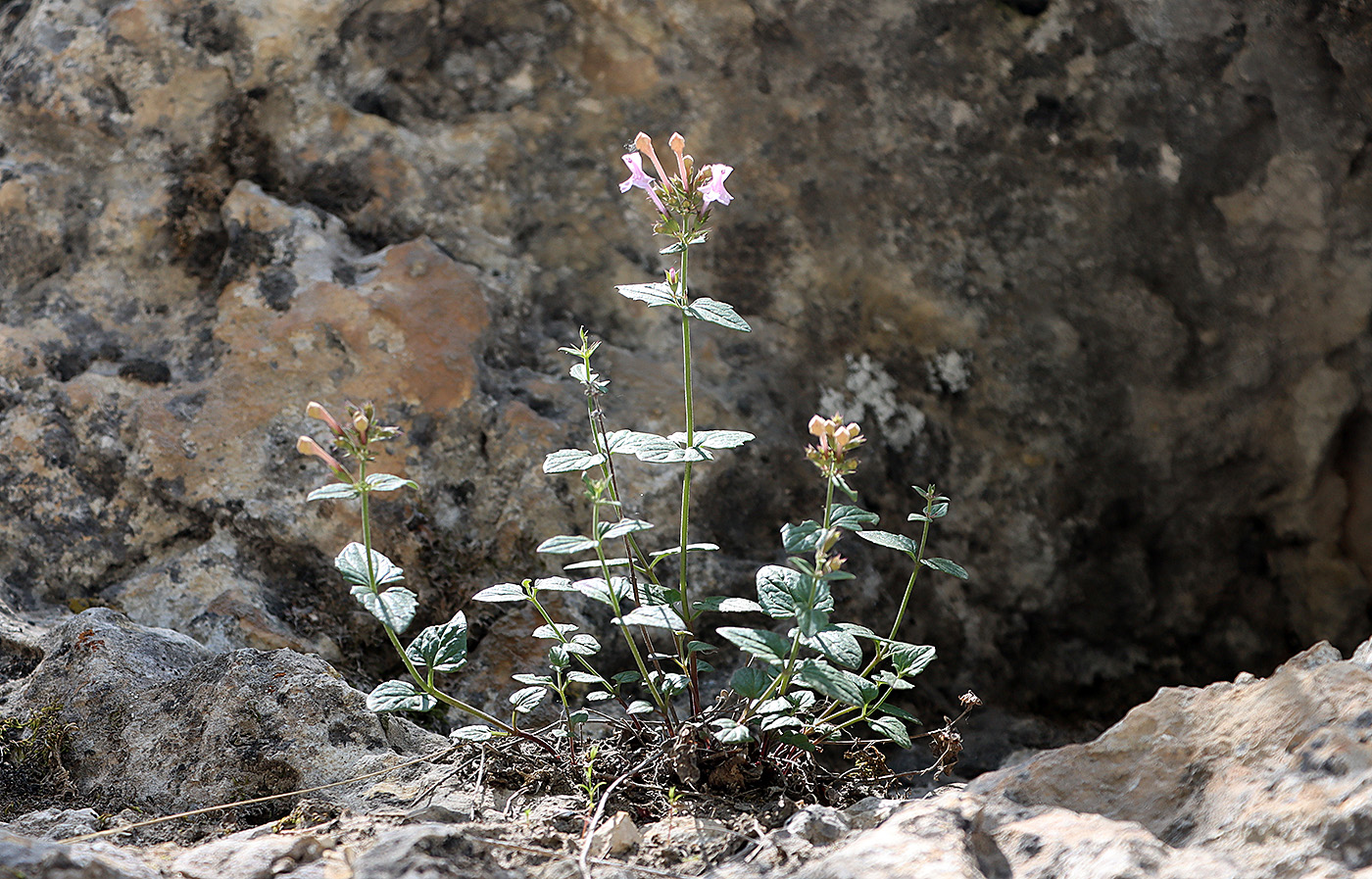 Изображение особи Nepeta subhastata.