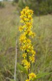 Solidago subspecies dahurica