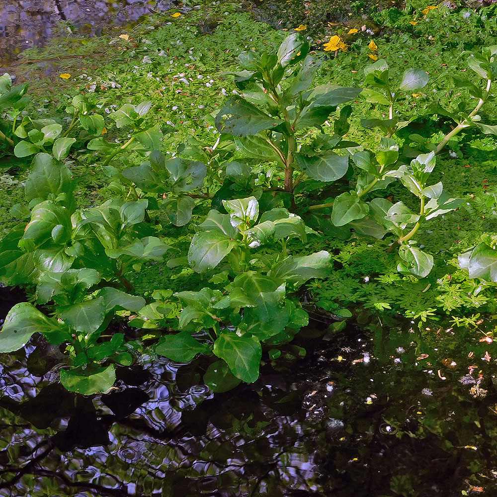 Изображение особи Veronica anagallis-aquatica.