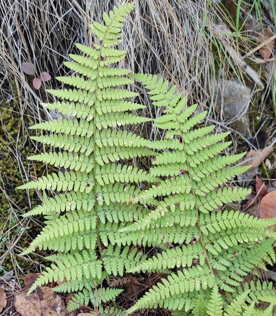 Image of Dryopteris pallida specimen.