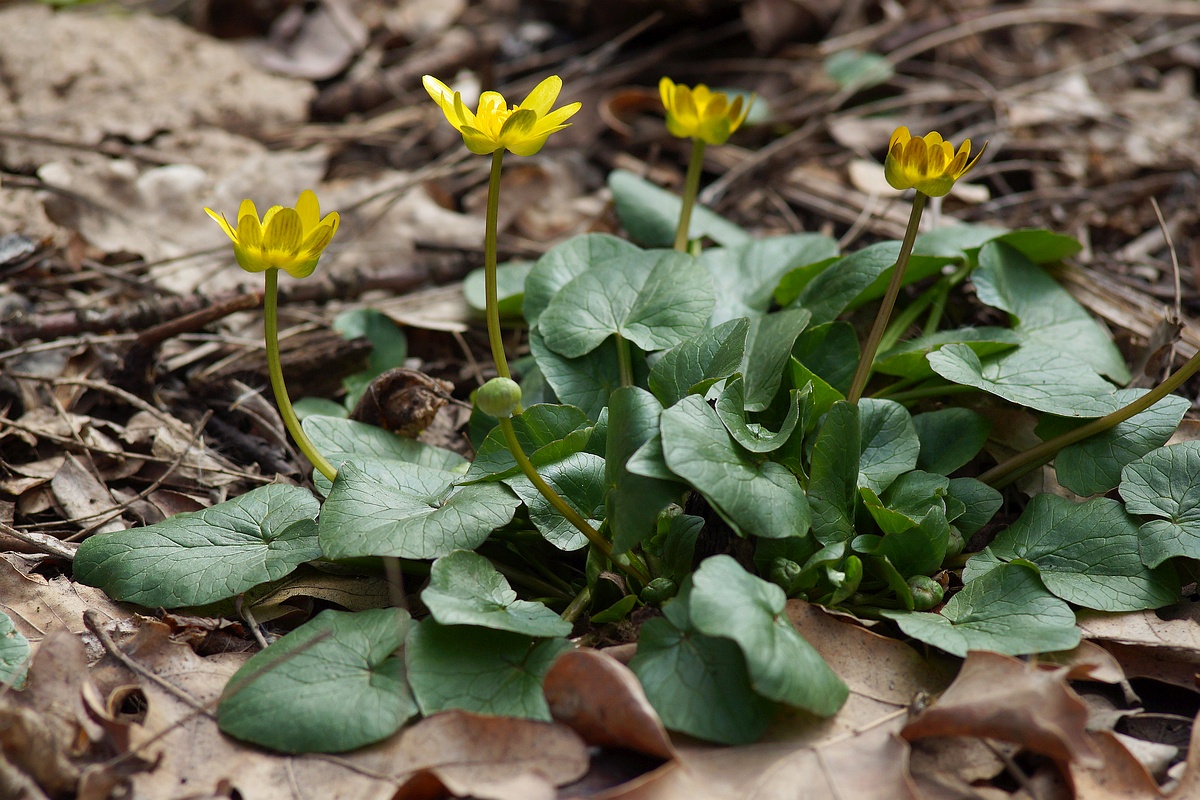 Изображение особи Ficaria verna.