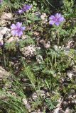 Geranium transversale