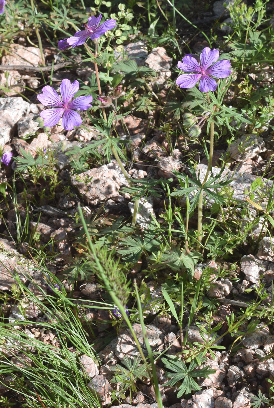 Image of Geranium transversale specimen.