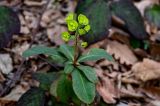 View full-size image Euphorbia amygdaloides