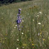 View full-size image Campanula bononiensis