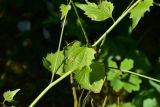 View full-size image Alliaria petiolata
