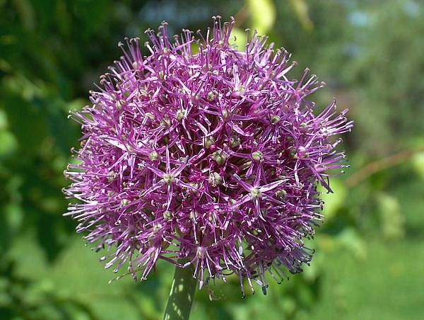 Image of Allium aflatunense specimen.