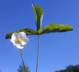 Fragaria viridis. Цветок и лист. Украина, Харьковский лес возле пгт Пятихатки. 30.05.2011.