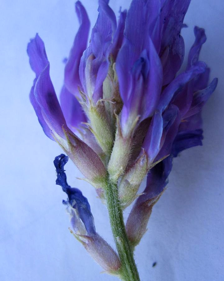 Image of Astragalus onobrychis specimen.