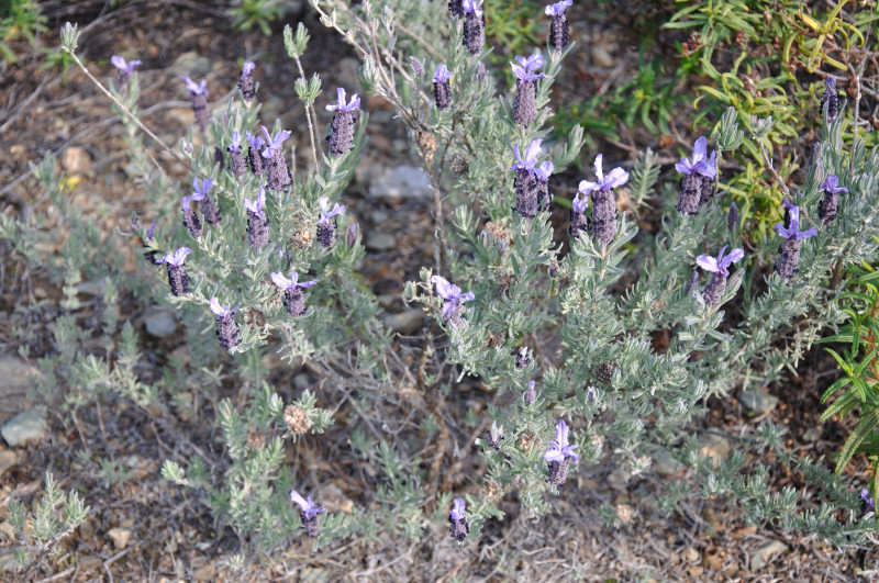 Image of Lavandula stoechas specimen.