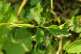 Heracleum apiifolium. Стеблевой лист. Республика Карачаево-Черкесия, Домбай, верховья долины р. Алибек, березняк на горном склоне. 1970 м н.у.м. 09.07.2011.