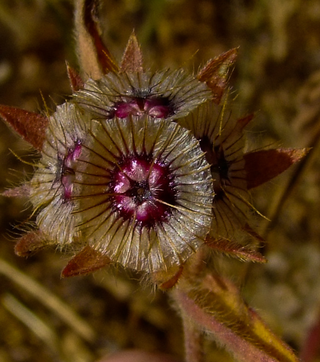 Image of Lomelosia prolifera specimen.