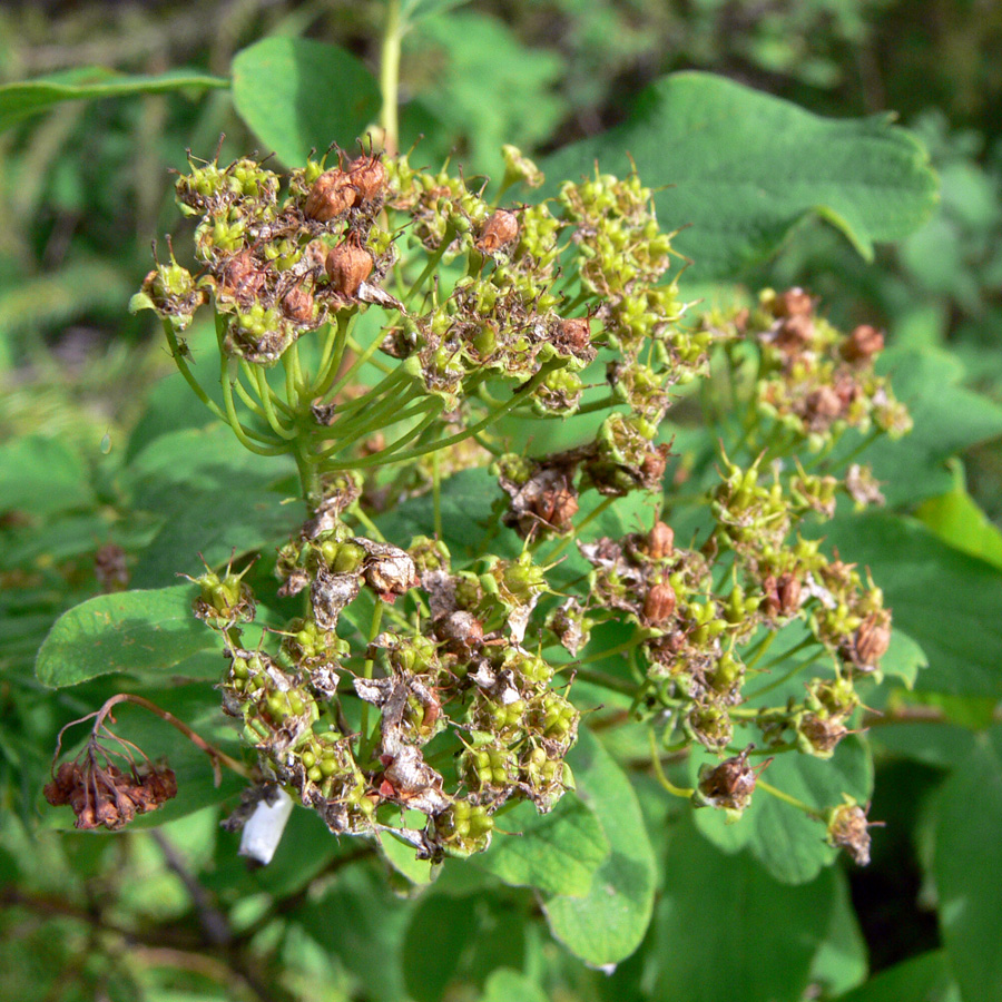 Image of Spiraea media specimen.