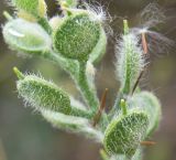 Alyssum hirsutum