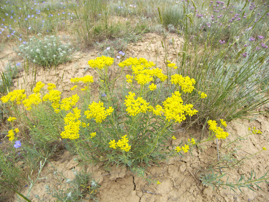 Image of Haplophyllum villosum specimen.