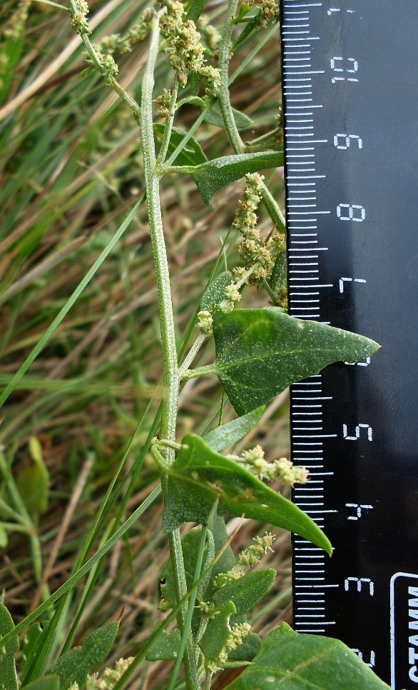 Image of Atriplex prostrata specimen.