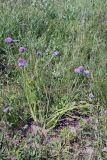 Allium schoenoprasum