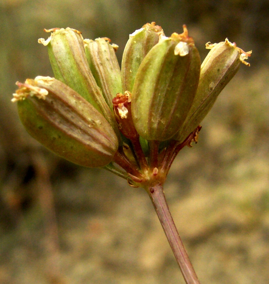 Image of Bunium longipes specimen.