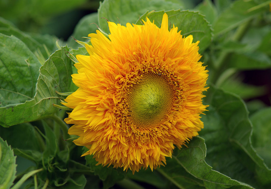 Изображение особи Helianthus annuus.