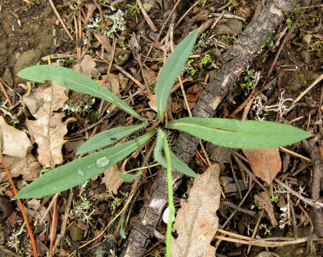 Image of genus Pilosella specimen.