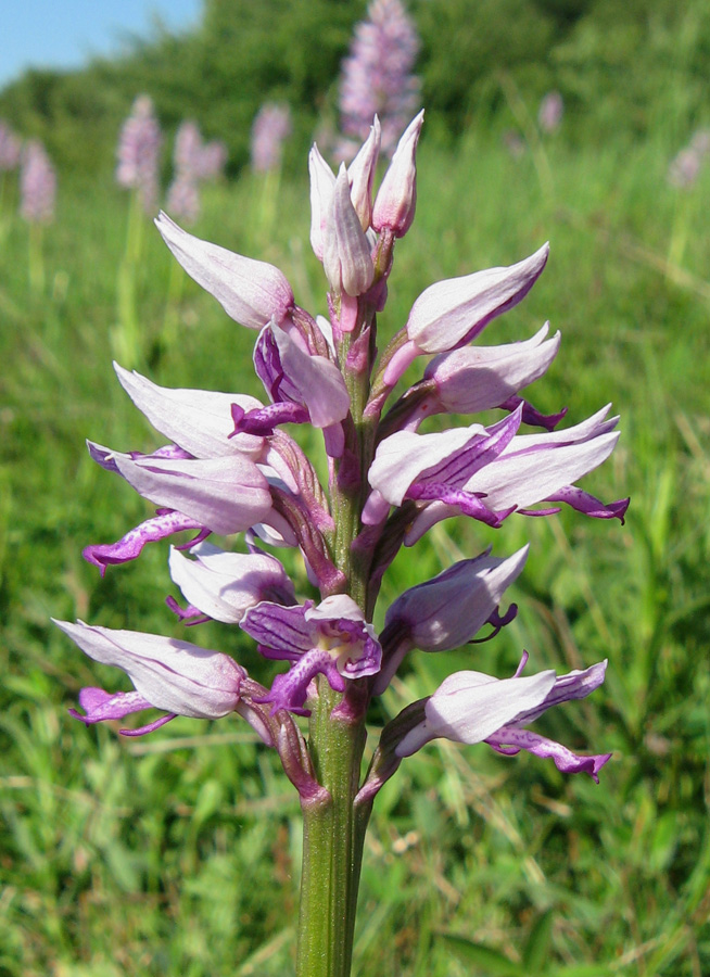 Изображение особи Orchis militaris ssp. stevenii.