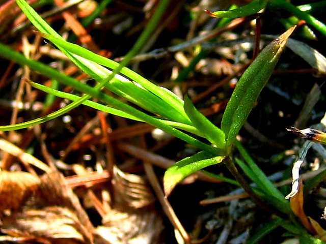 Изображение особи род Stellaria.