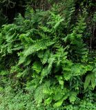 Osmunda regalis