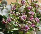 Hydrangea macrophylla