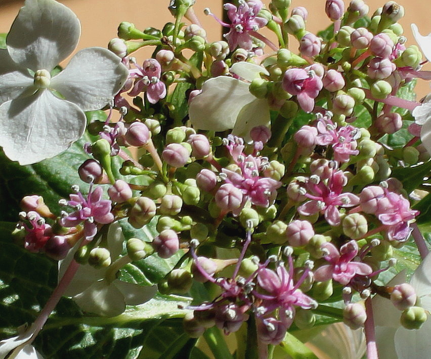 Image of Hydrangea macrophylla specimen.