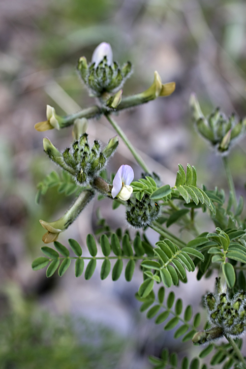 Image of Astragalus neolipskyanus specimen.