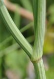 familia Apiaceae