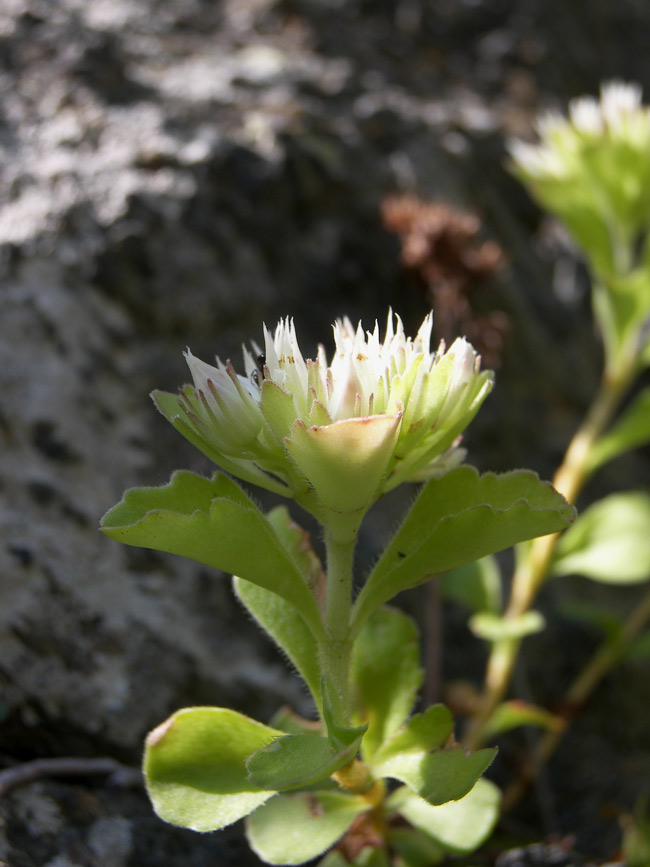 Image of Sedum involucratum specimen.