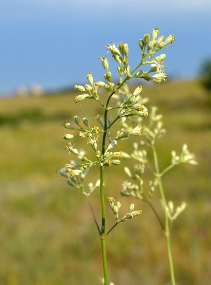 Image of Silene wolgensis specimen.