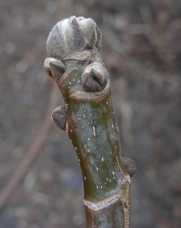 Изображение особи Juglans regia.