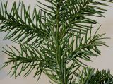 Picea omorika. Часть ветки. Германия, г. Кемпен, в прогулочной зоне. 16.11.2012.