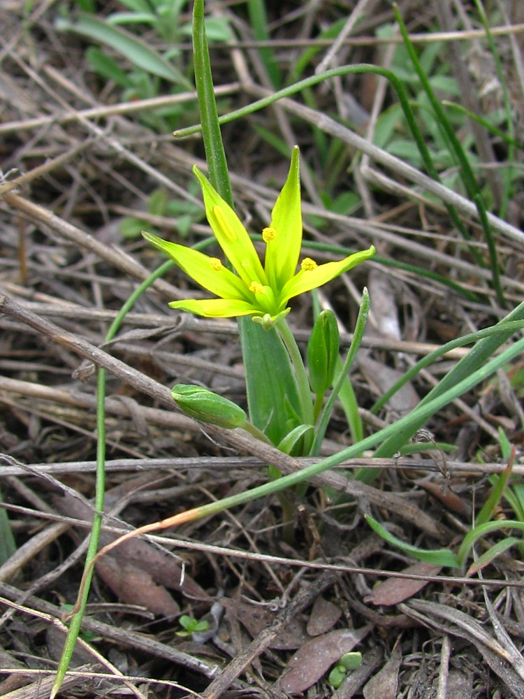 Image of genus Gagea specimen.